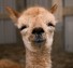 Who knew Alpacas would be so cute?