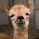 Who knew Alpacas would be so cute?